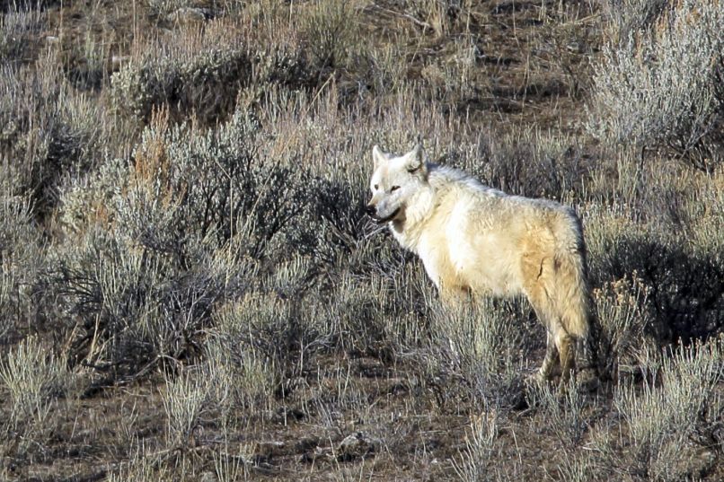 Volk, Yellowstone