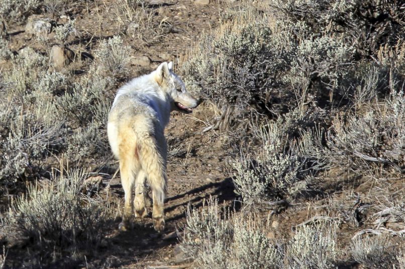 Volk, Yellowstone