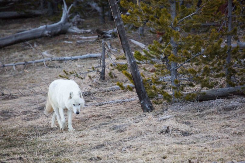 Volk, Yellowstone