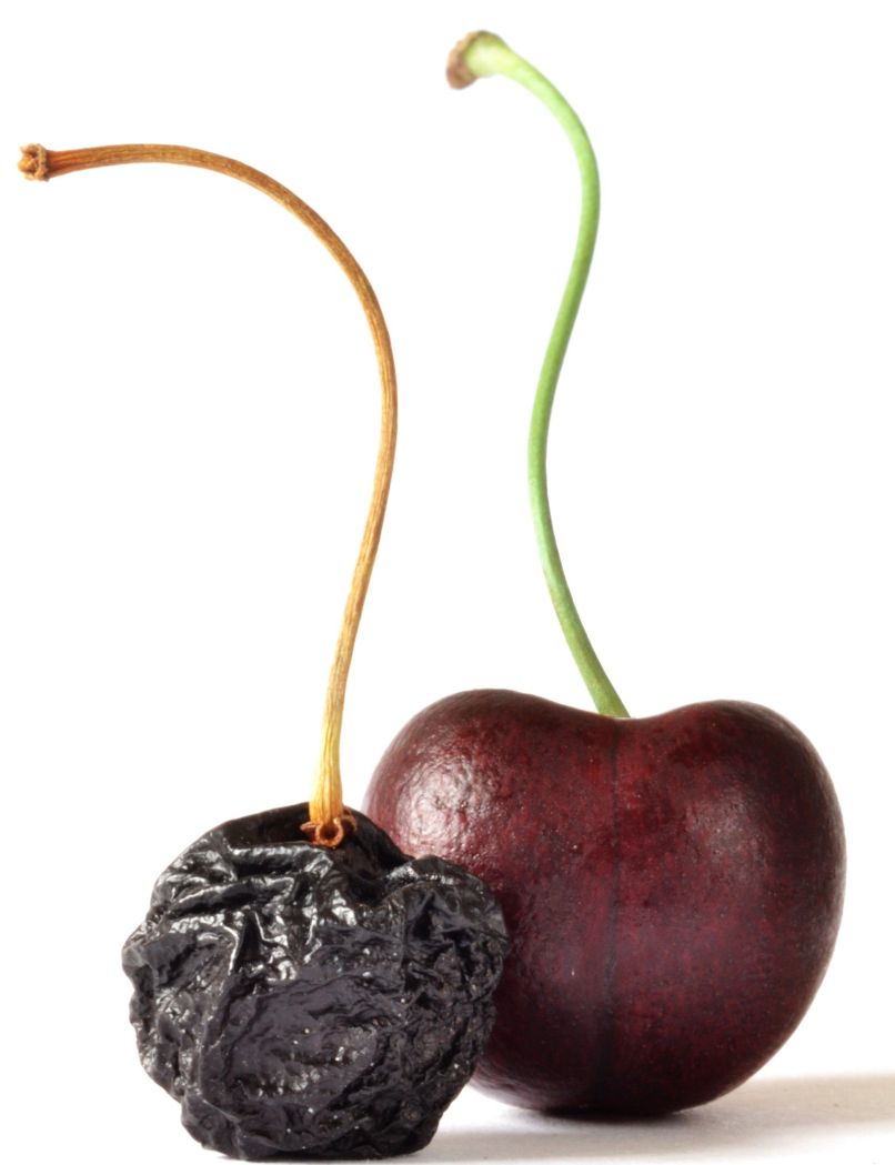 stara češnja