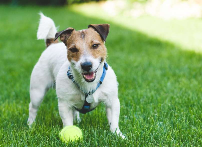 Jack Russell terier