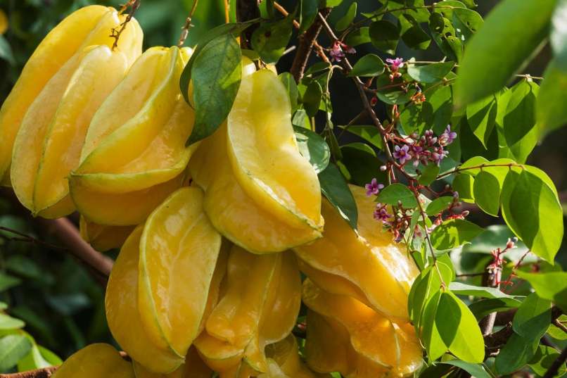 karambola