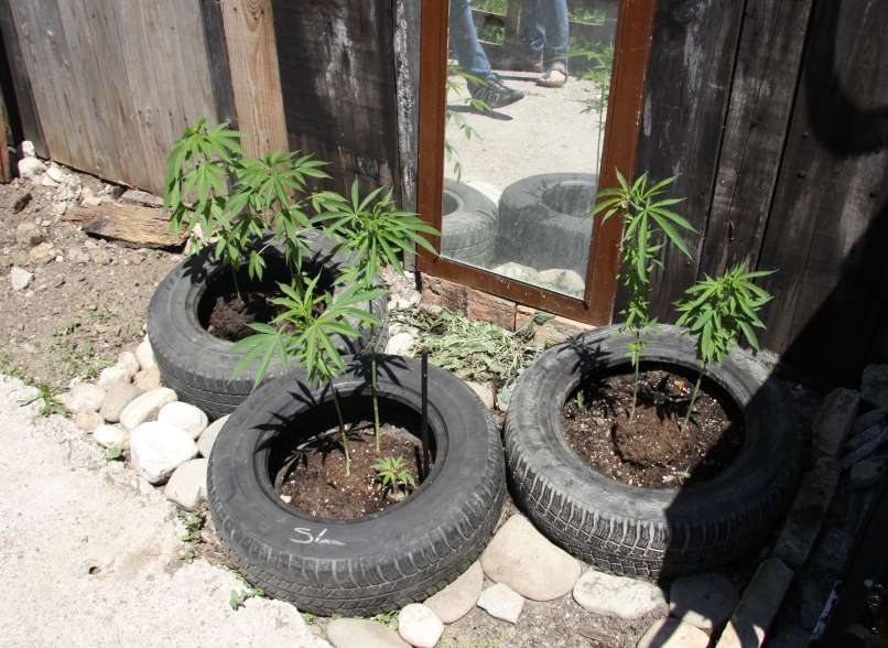 konoplja, trava, marihuana, skunk