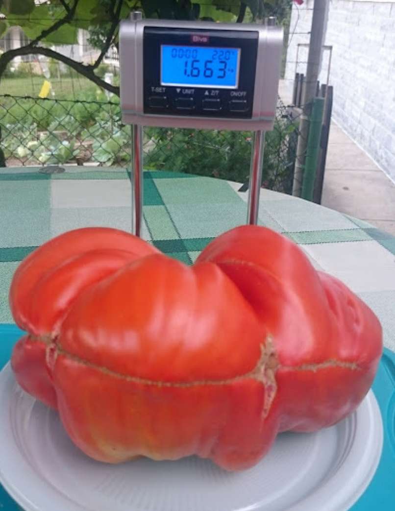 paradižnik, družina poglajen1