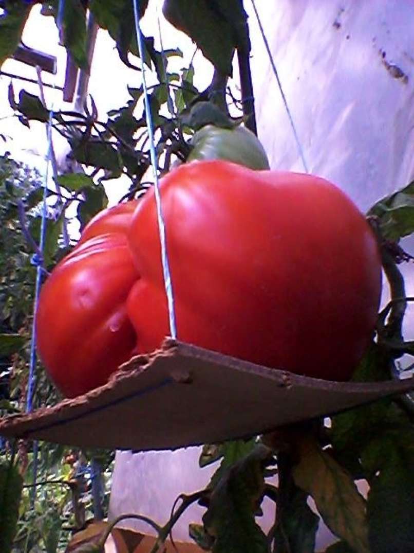 paradižnik, jože pečečnik