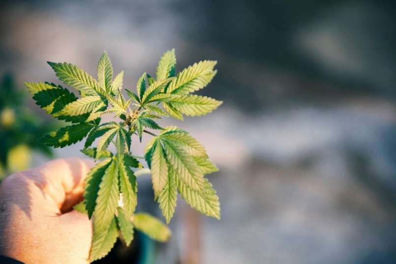 Marihuana