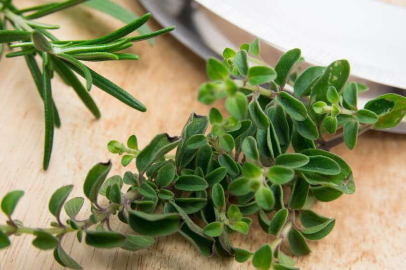 origano