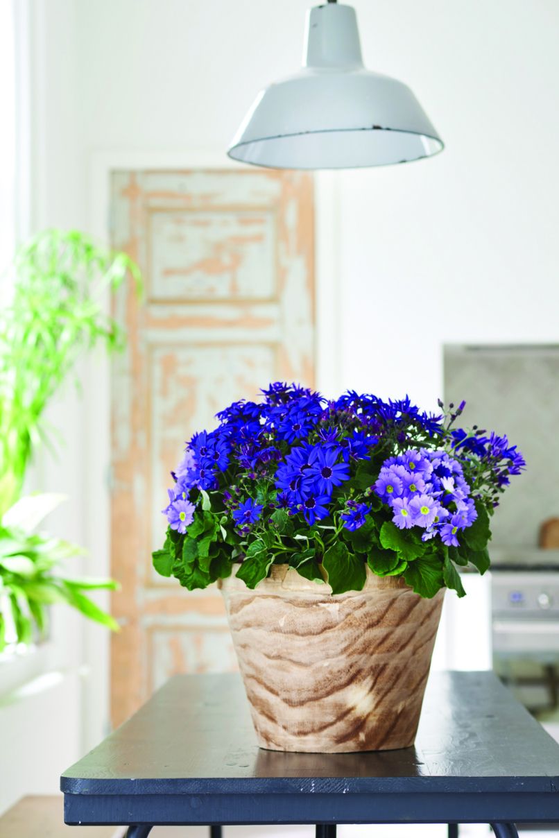w2.winterbloeiers_2018.10