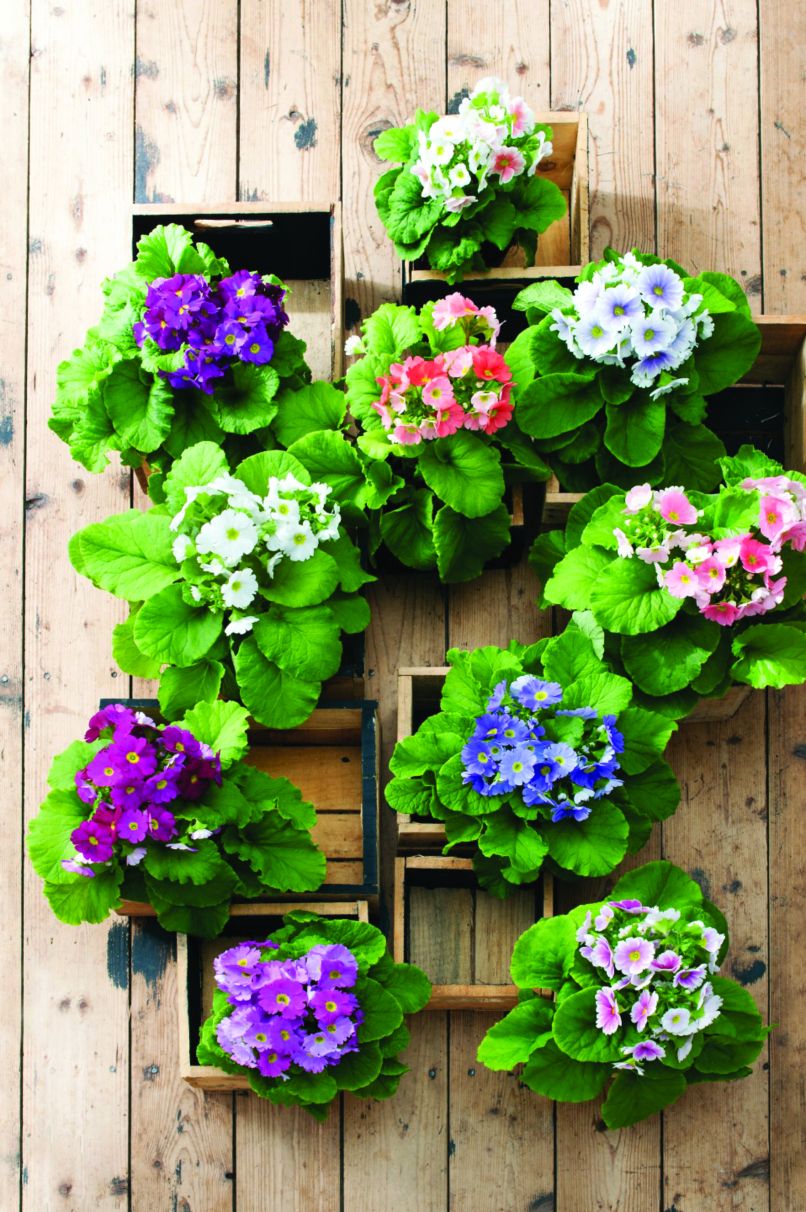 02.primula.5