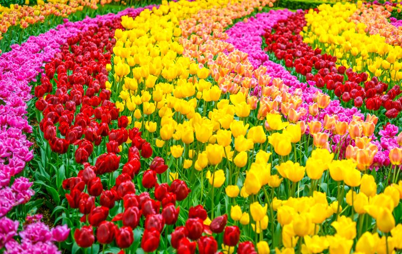 tulipani