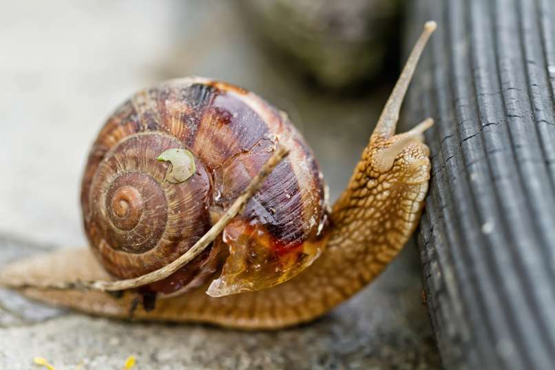 polž