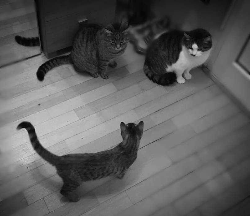 Oskar, Jaka in KokAkola