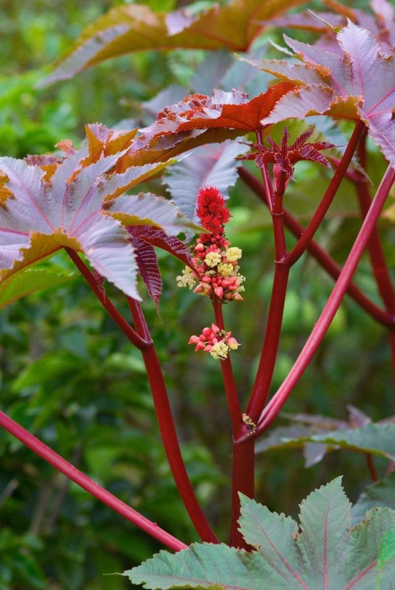 ricinus