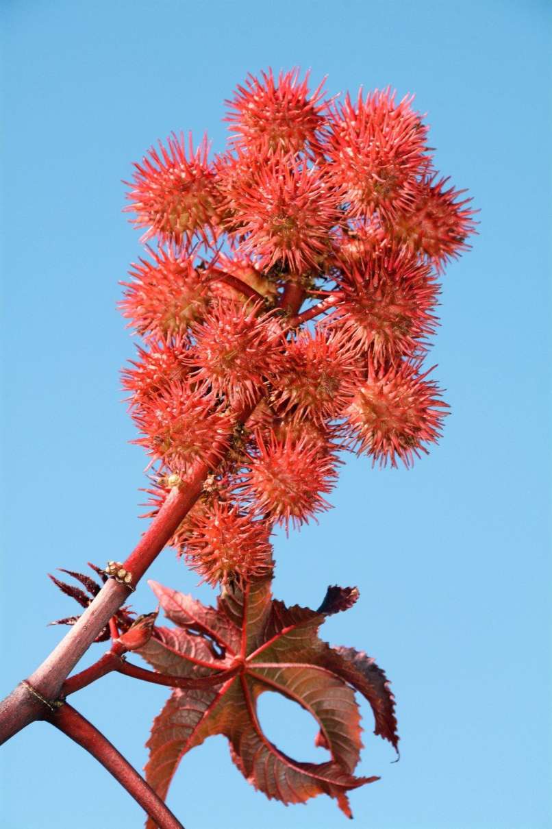 ricinus obrez