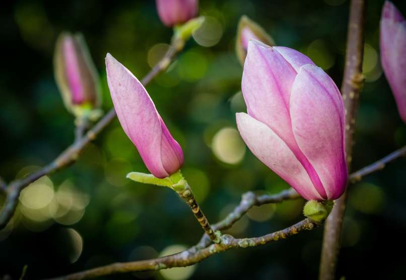 magnolija