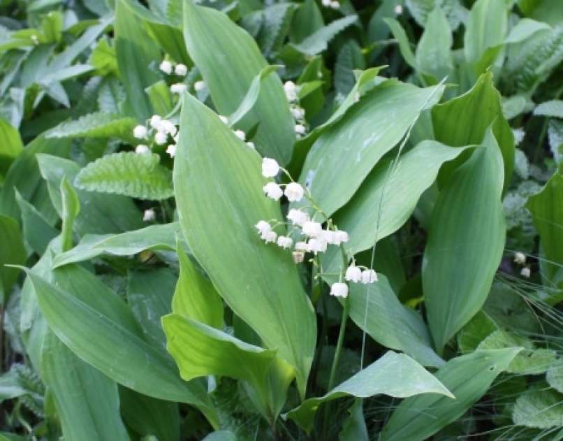 šmarnica, convallaria majalis