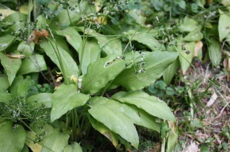 čemaž, Allinum ursinum
