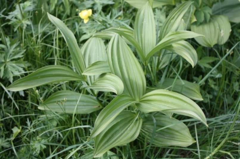 čmerika, Veratrum