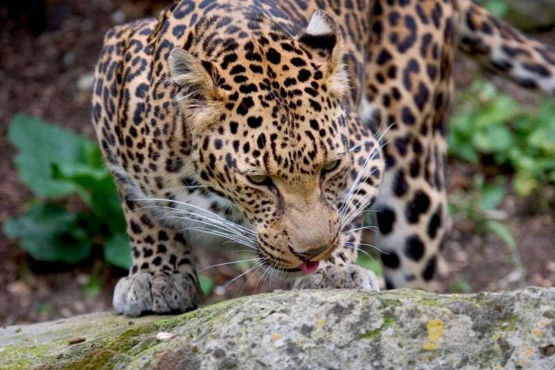 leopard
