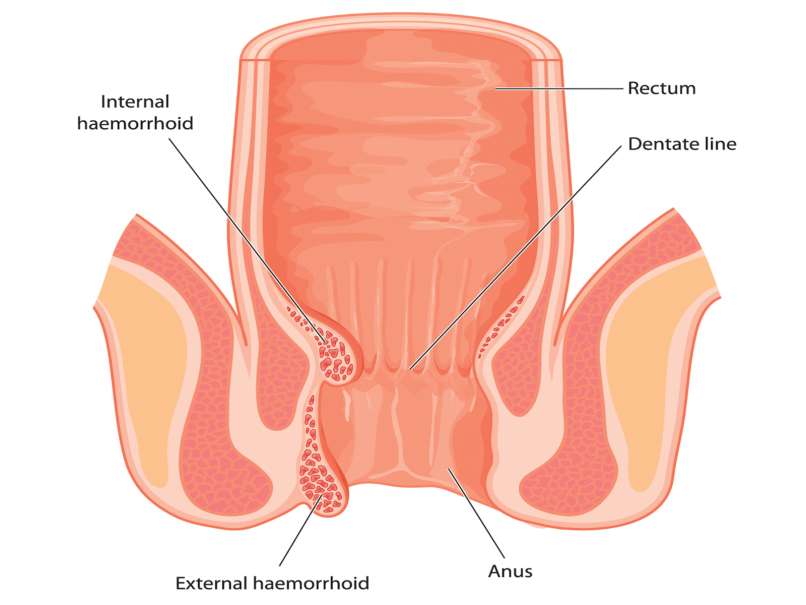 Anus