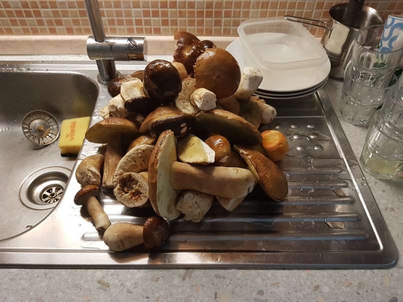 gobe, jurčki