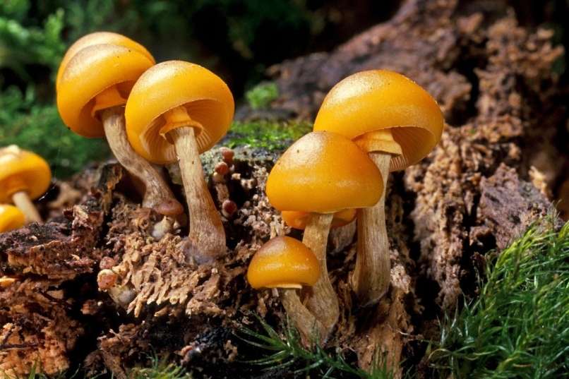 Galerina autumnalis, kučmice