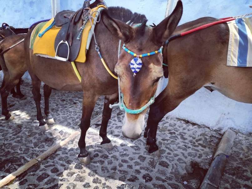 santorini, debeli turisti, osli