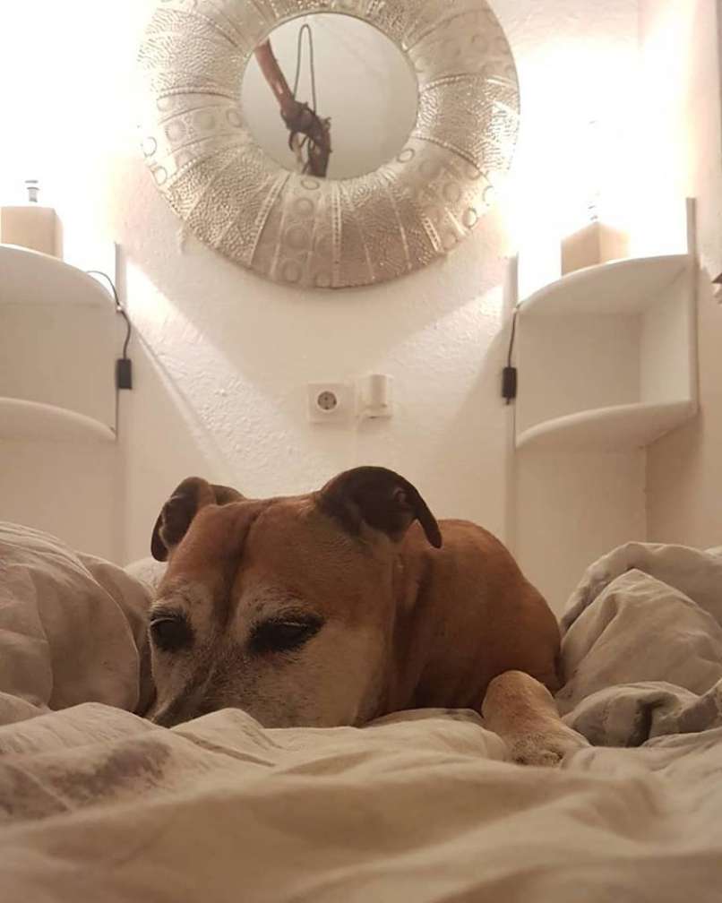 Buddy 2