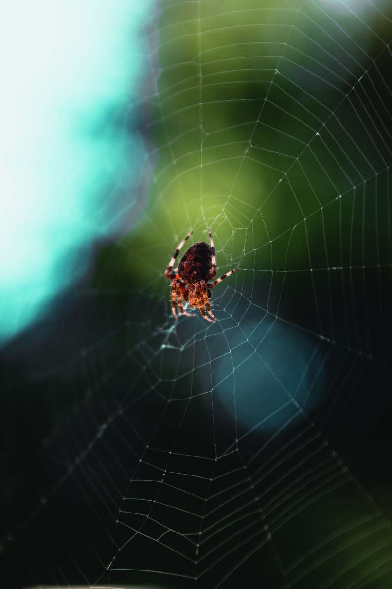 zuzelke matthew-cabret-1080776-unsplash