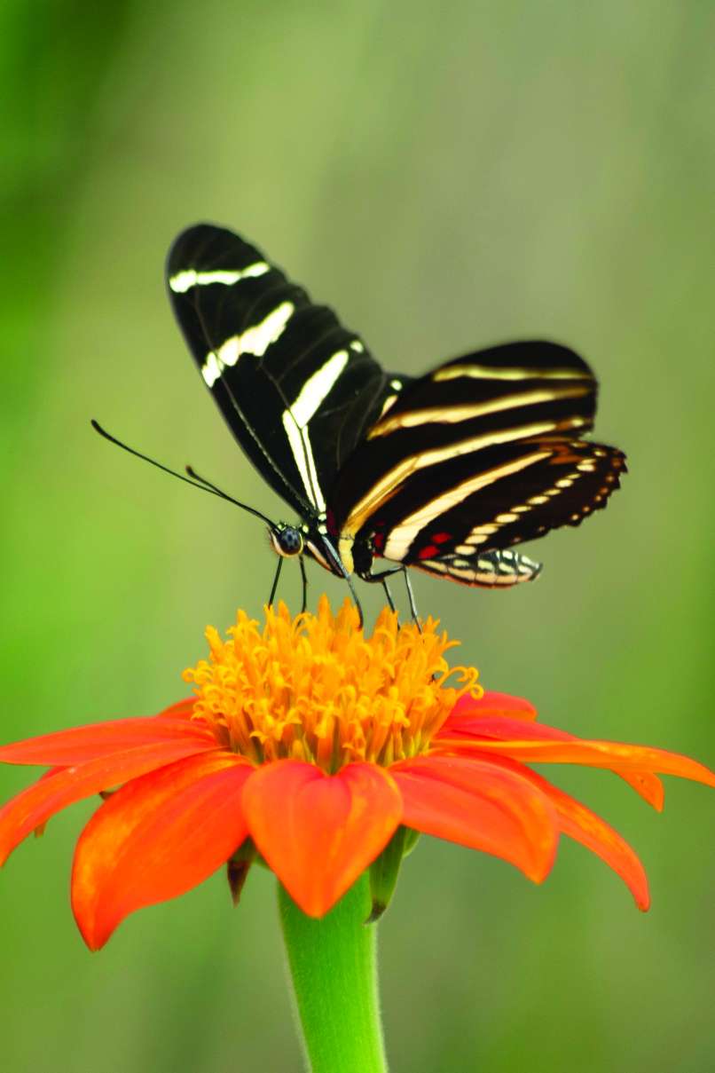 zuzelke suzanne-d-williams-712532-unsplash