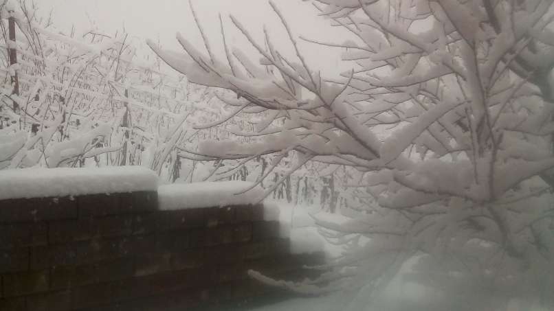 golobinjek, sneg