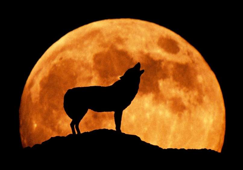 volk, luna, volčja luna, polna luna,
