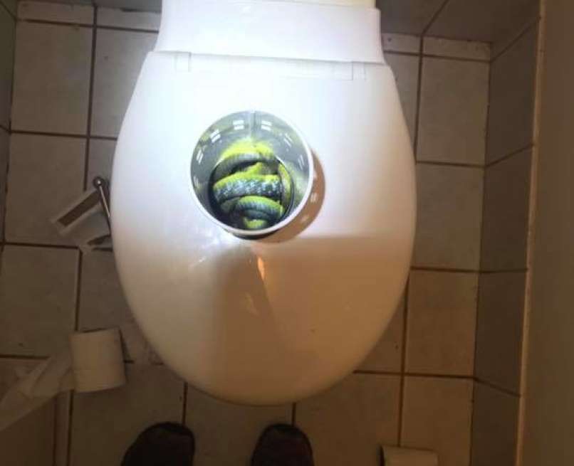 drevesna kača, wc