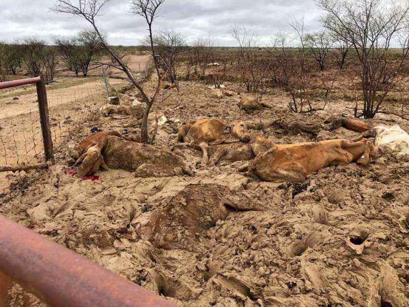 poplave, Townsville, govedo, krave