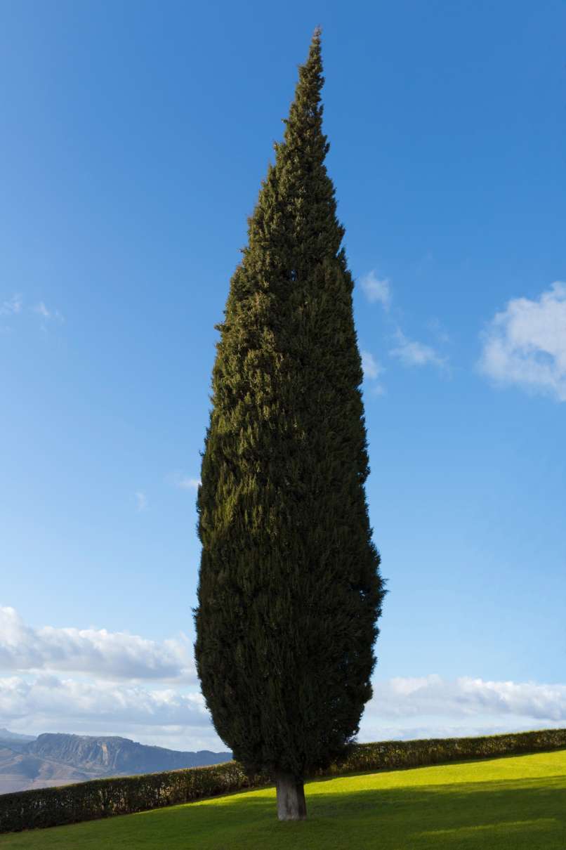 cipresa