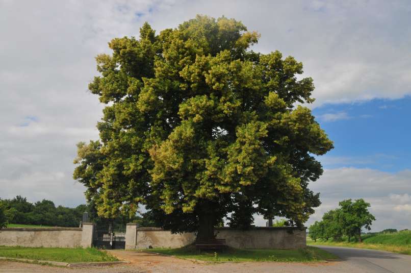 lipa
