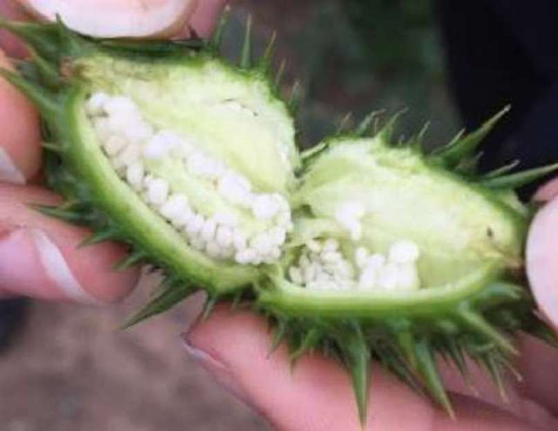 datura