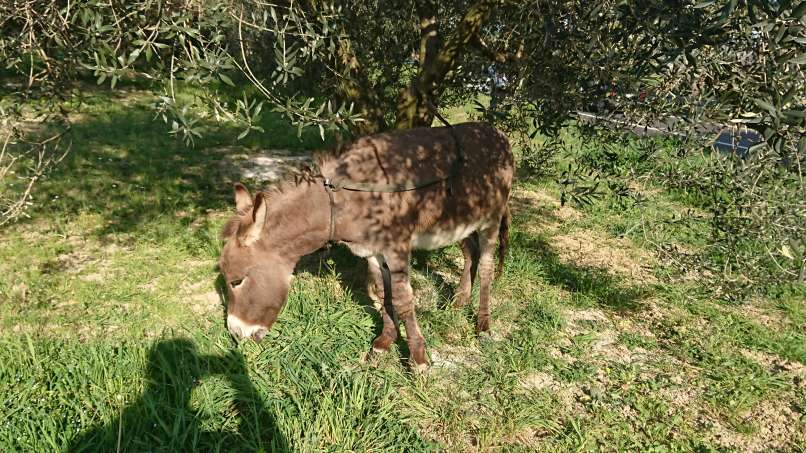 osel, belvedere