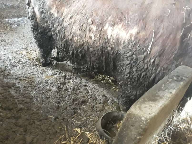 Društvo za zaščito konj_biki