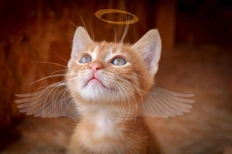 cat-3869583_1280