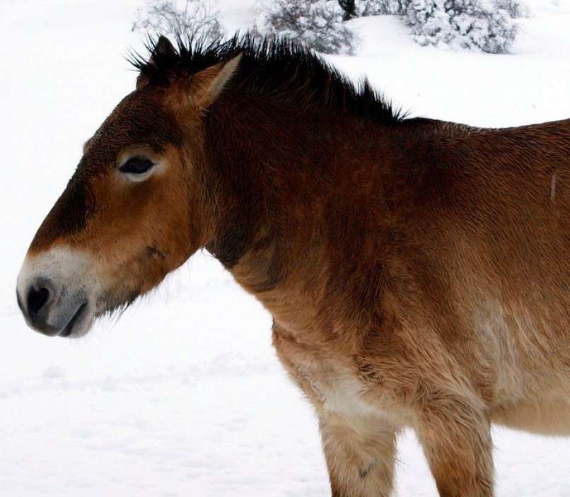 Przewalski konj