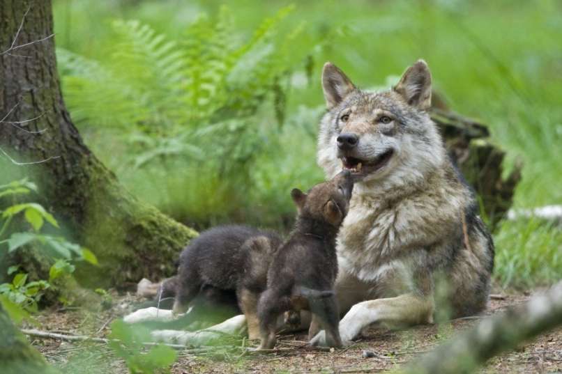volk