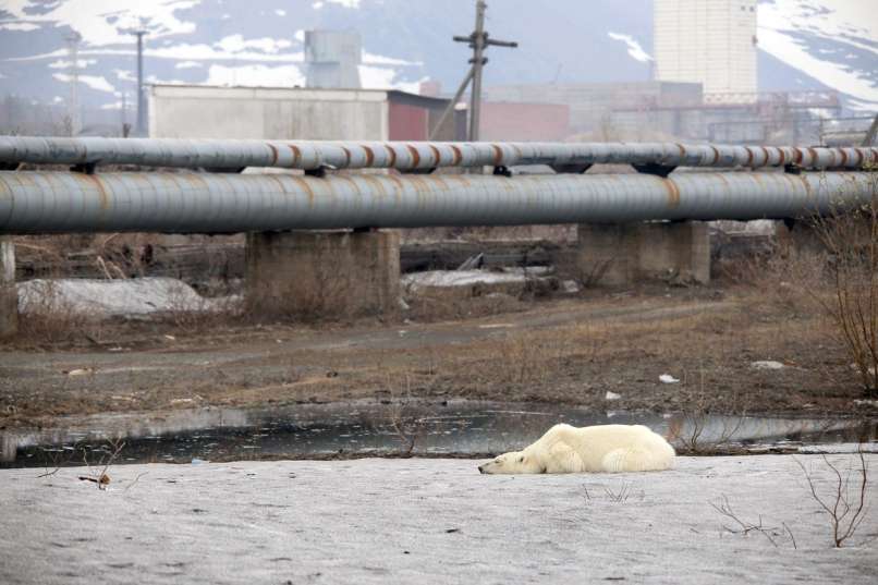 norilsk, severna medvedka, polarni medved,