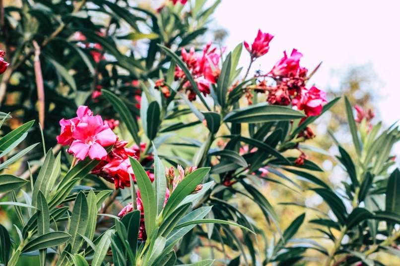 oleander