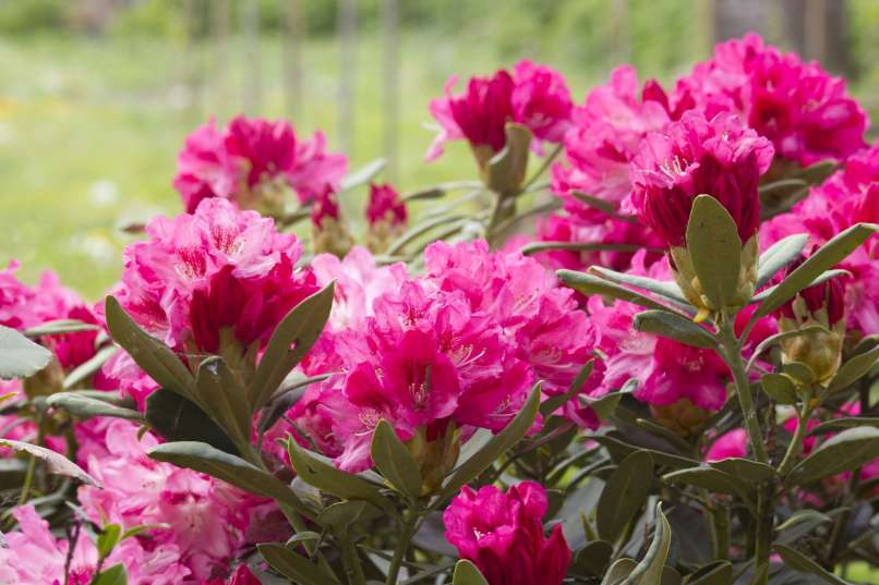 rododendron