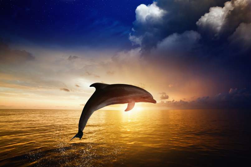delfin