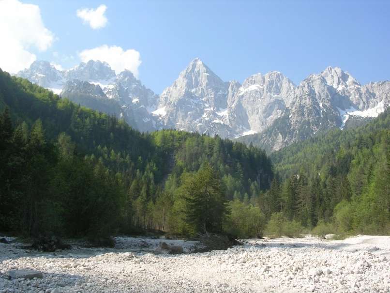gozd