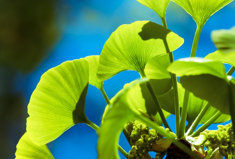 naravno ginko