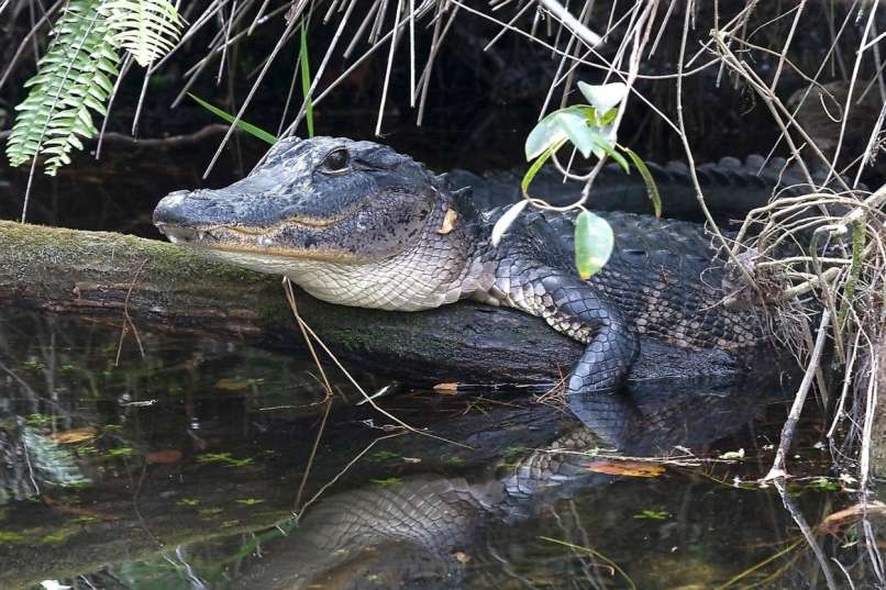 aligator