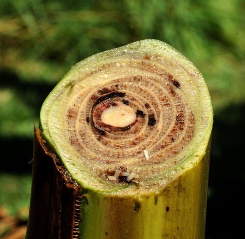 panamska bolezen, banane
